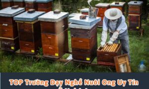 dạy nghề nuôi ong ở nghệ an