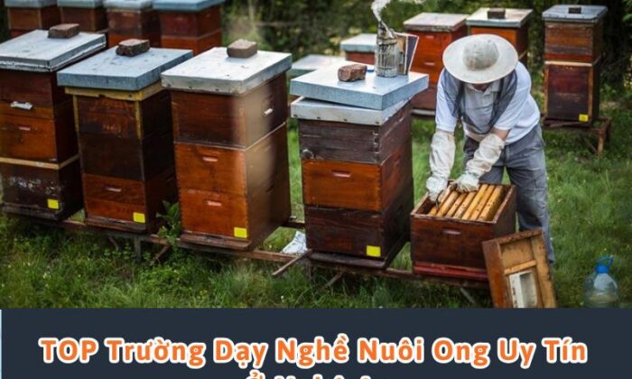 dạy nghề nuôi ong ở nghệ an